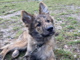 Centre Canin de la Dent de Crolles