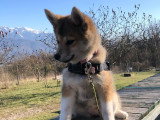 Centre Canin de la Dent de Crolles