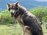 Centre Canin de la Dent de Crolles