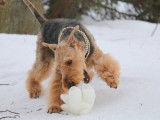 Airedale Terrier la Margeline