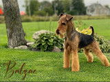 Airedale Terrier la Margeline