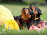 Airedale Terrier la Margeline