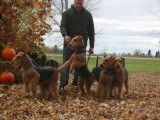 Airedale Terrier la Margeline