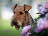 Airedale Terrier la Margeline