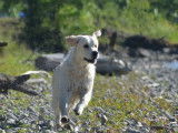 Browndust Golden Retrievers