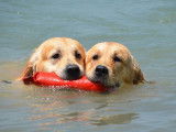 Browndust Golden Retrievers