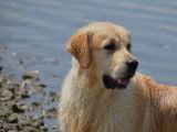 Browndust Golden Retrievers