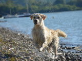 Browndust Golden Retrievers