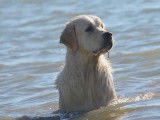 Browndust Golden Retrievers