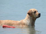 Browndust Golden Retrievers