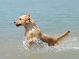 Browndust Golden Retrievers
