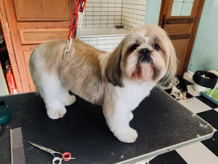 Toute belle avec sa nouvelle coupe