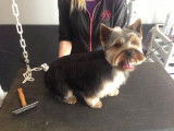 Toilettage et coupe sur un Yorkshire Terrier