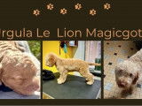De la Constellation du Lion