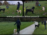PaulinEducation Canine