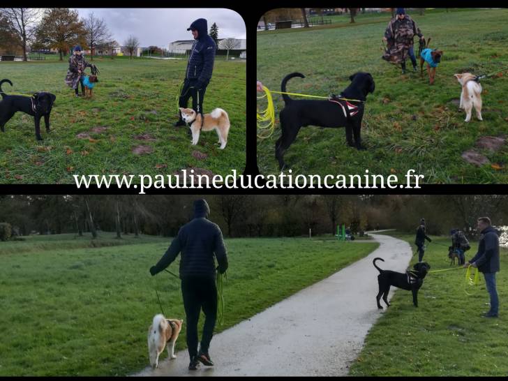 PaulinEducation Canine