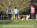 PaulinEducation Canine
