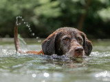 PaulinEducation Canine