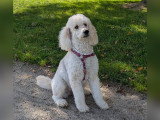 PaulinEducation Canine