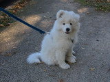 PaulinEducation Canine