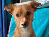 PaulinEducation Canine
