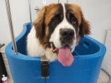 Romy, un beau Saint Bernard, pendant son bain
