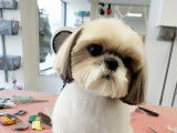 Un adorable Shih Tzu en coupe new look courte