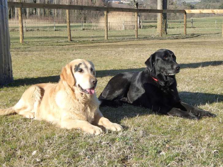 Félicanin Blanc Busserolles