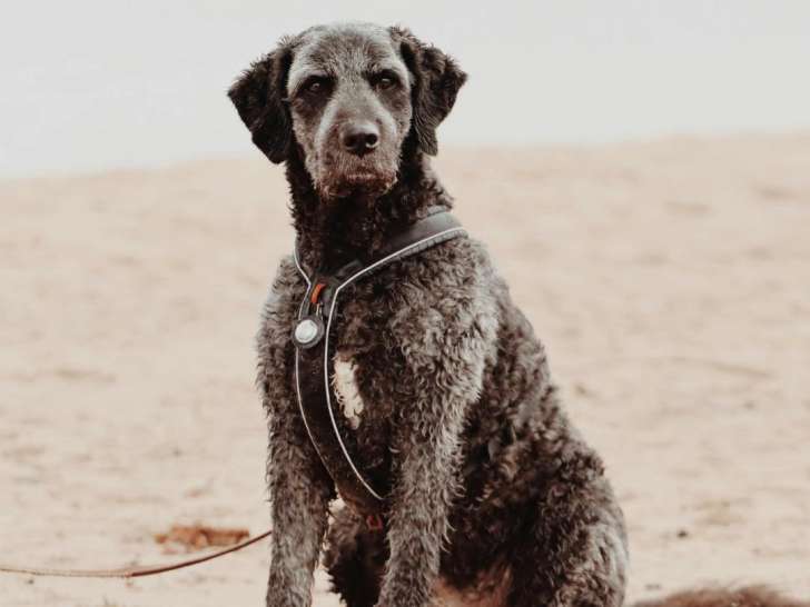 Le Domaine des Animaux