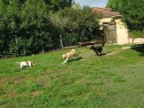 CroMignon