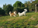 CroMignon