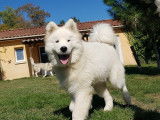 CroMignon