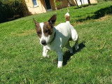 CroMignon