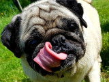 CroMignon