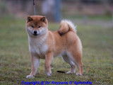 Elevage Shiba Inu -Du Royaume D'Aphrodite