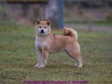 Elevage Shiba Inu -Du Royaume D'Aphrodite