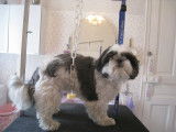 Jade, un Shi Tzu, pendant son toilettage