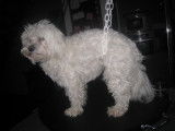 Luna, un Bichon Maltais, avant le toilettage