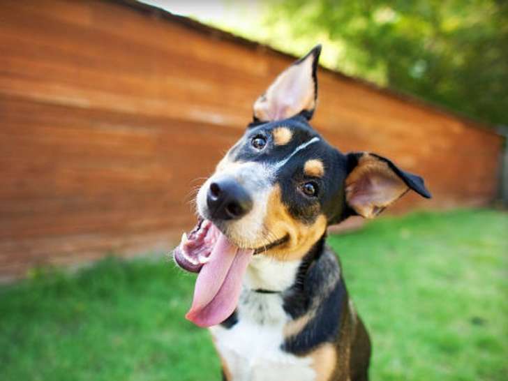 C'est Plus Canin & Cie