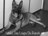 Les Loups Du Ranch