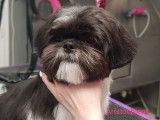 Une nouvelle coupe pour ce Shih Tzu de 7 mois