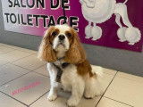 Une jolie petite Cavalier King Charles après son toilettage