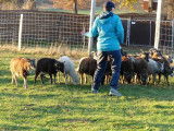 Cours de conduite troupeau / chiens de troupeau