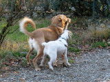 La mascotte des Albères