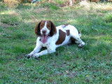 La mascotte des Albères