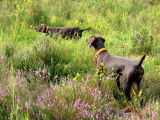 Centre Canin du Bois de Fouillardou