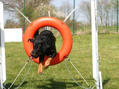 Ludic'canin