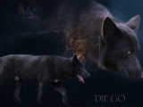 Le pacte des loups