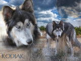 Le pacte des loups