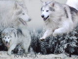 Le pacte des loups